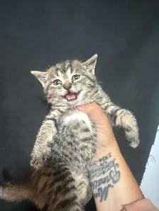 babys 7 weeks old 2 boys 2 girls