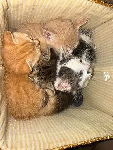 babys 7 weeks old 2 boys 2 girls - Photo 5