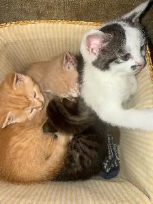babys 7 weeks old 2 boys 2 girls - Photo 6