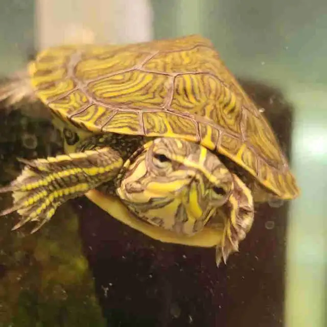 yellow belly cooter turtles