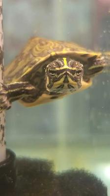 yellow belly cooter turtles - Photo 2