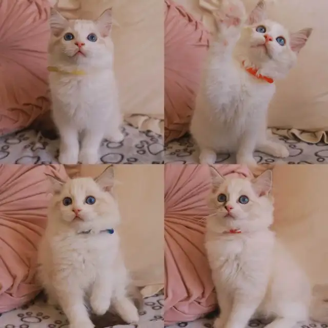 Ragdoll kittens looking for new home