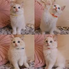Ragdoll kittens looking for new home
