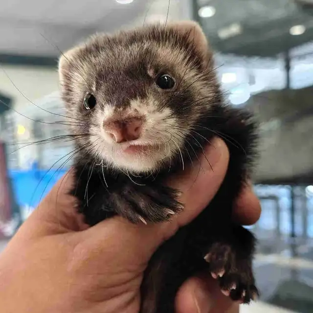 baby ferrets