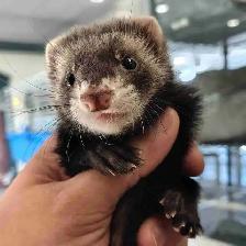 baby ferrets