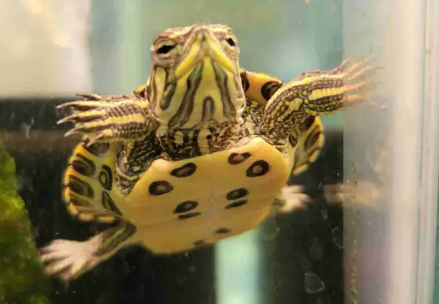 baby yellow belly cooter turtles