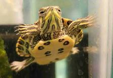 baby yellow belly cooter turtles