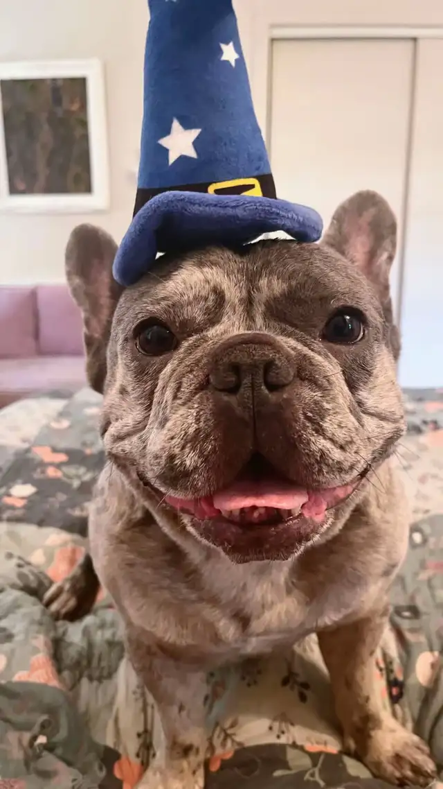 Male French Bulldog 3 years old neutered