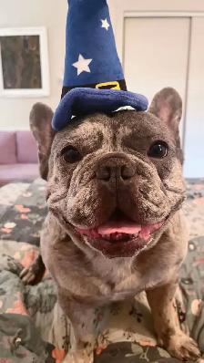 Male French Bulldog 3 years old neutered