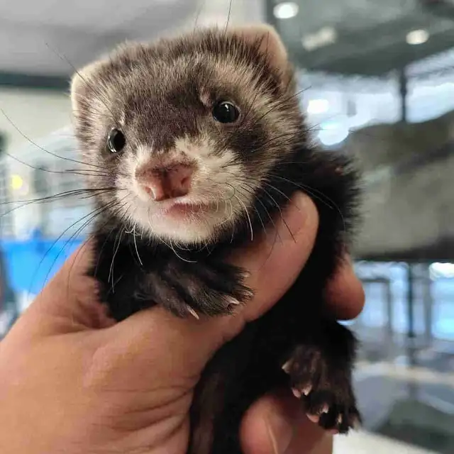 baby ferrets