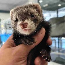 baby ferrets