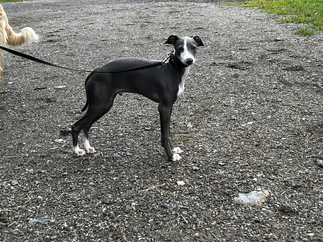 Lévrier Italien/Italian Greyhound