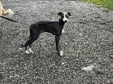 Lévrier Italien/Italian Greyhound