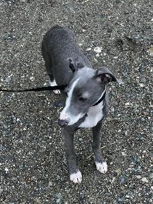 Lévrier Italien/Italian Greyhound - Photo 2
