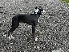 Lévrier Italien/Italian Greyhound - Photo 3