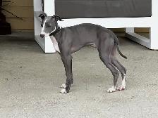 Lévrier Italien/Italian Greyhound - Photo 4