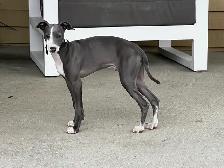 Lévrier Italien/Italian Greyhound - Photo 5