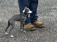 Lévrier Italien/Italian Greyhound - Photo 6