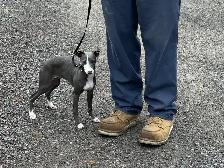 Lévrier Italien/Italian Greyhound - Photo 7