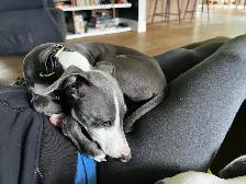 Lévrier Italien/Italian Greyhound - Photo 8