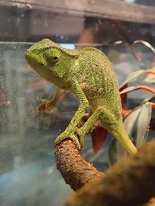 chameleon gracilias