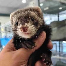 baby ferrets