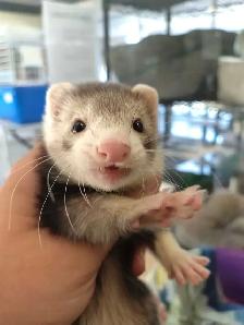 baby ferrets - Photo 2