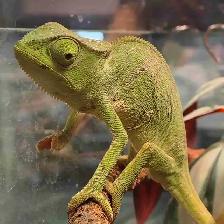 chameleon gracilias