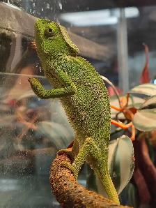 chameleon gracilias - Photo 2