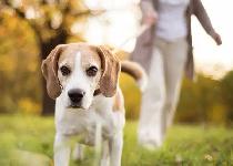 Dog Walking Service