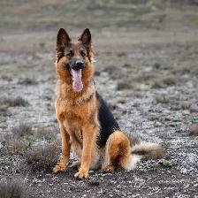 Dog Walking Service - Photo 3