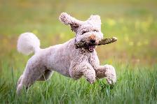 Dog Walking Service - Photo 4