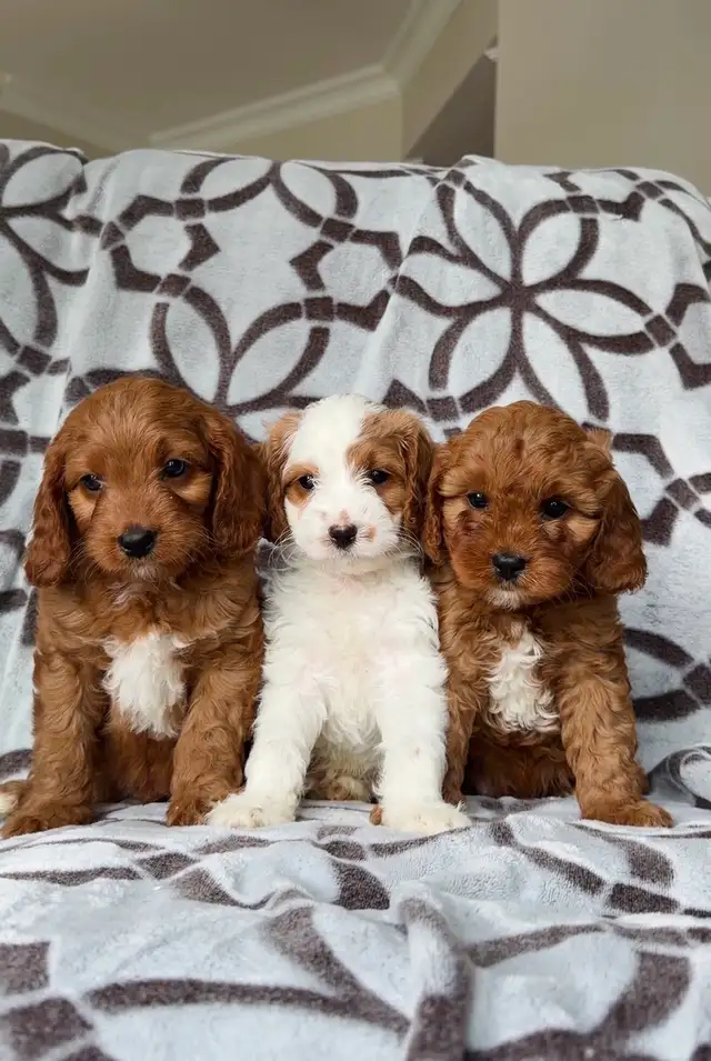 Cavapoo puppy Chiots (cavalier King Charles x mini poodle)