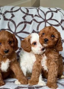 Cavapoo puppy Chiots (cavalier King Charles x mini poodle) - Photo 2