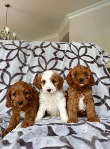 Cavapoo puppy Chiots (cavalier King Charles x mini poodle) - Photo 3