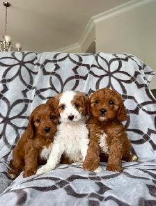 Cavapoo puppy Chiots (cavalier King Charles x mini poodle) - Photo 4