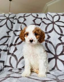 Cavapoo puppy Chiots (cavalier King Charles x mini poodle) - Photo 5