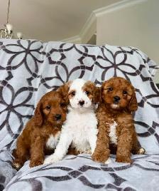 Cavapoo puppy Chiots (cavalier King Charles x mini poodle) - Photo 6