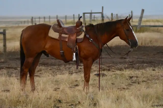 2018 Ranch Gelding