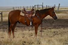 2018 Ranch Gelding