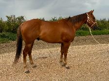 2018 Ranch Gelding - Photo 2