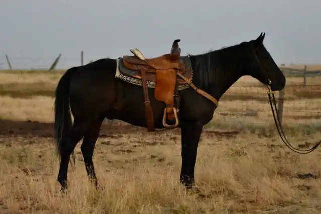 2016 Black Gelding