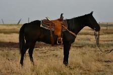 2016 Black Gelding