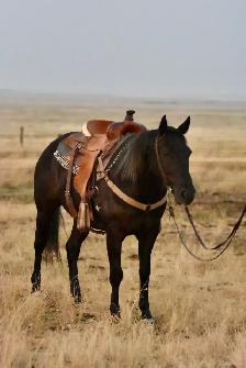 2016 Black Gelding - Photo 2