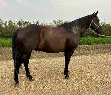 2016 Black Gelding - Photo 3