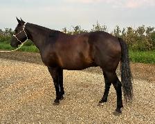 2016 Black Gelding - Photo 4