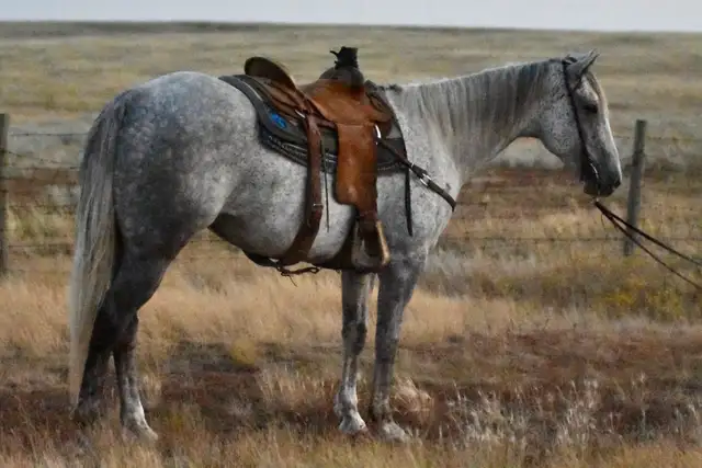 2019 Grey Gelding