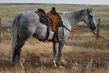 2019 Grey Gelding