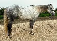 2019 Grey Gelding - Photo 3