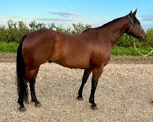 2018 Bay Gelding